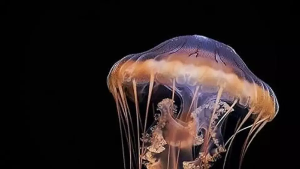 Alien Abyss