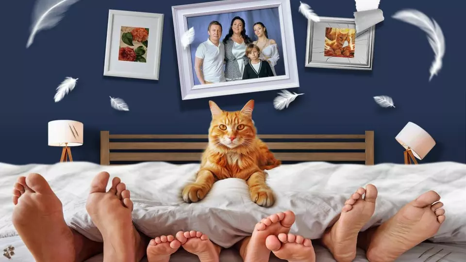 Котострофа